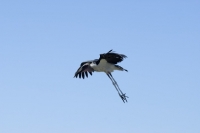 Picture of marabou stork about to land