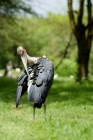 Picture of marabou stork arranging feathers