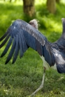 Picture of marabou stork back view, spreading his wings