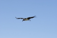 Picture of marabou stork flying