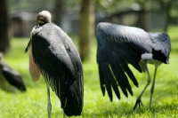 Picture of marabou stork one standing, one stretching