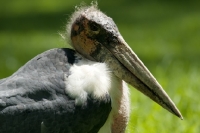 Picture of marabou stork portrait