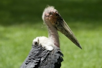Picture of marabou stork side view