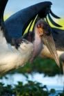 Picture of marabou stork spreading his wings