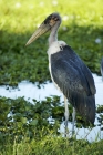 Picture of marabou stork standing in wetland