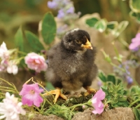 Picture of Maran chick