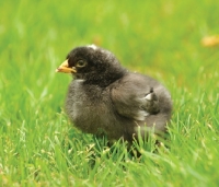 Picture of marans chick