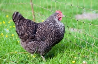 Picture of Marans hen standing in front of netting.