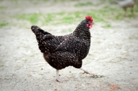 Picture of Marans hen walking in yard