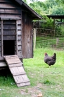 Picture of Marans hen walking next to hut