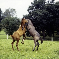 Picture of marbach foals rearing in play