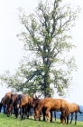 Picture of marbach horses, colts, grazing at marbach 