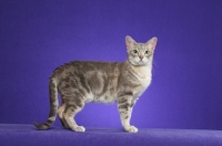 Picture of marble Australian Mist cat on periwinkle background