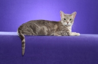 Picture of marble Australian Mist cat on periwinkle background