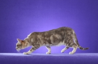 Picture of marble Australian Mist cat on periwinkle background, side view