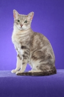 Picture of marble Australian Mist cat on periwinkle background