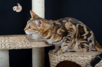 Picture of marble Bengal cat crouched on a scratch post, black background