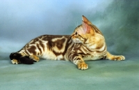 Picture of marble Bengal cat, lying down