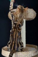Picture of marble Bengal cat playing on a scratch post, black background