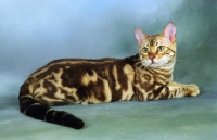 Picture of marble Bengal cat