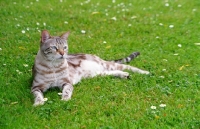 Picture of marble Bengal lying on grass