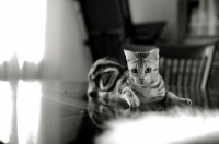 Picture of Marble bengal on a table. black and white photo