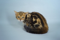 Picture of marbled bengal kitten on grey background