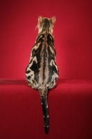 Picture of marbled Bengal on red background
