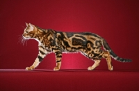 Picture of marbled Bengal walking on red background