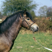 Picture of Marcellus, Exmoor pony stallion head and shoulder 