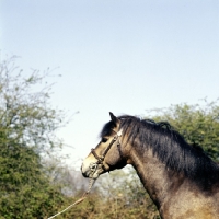 Picture of marcellus, exmoor pony stallion head study 