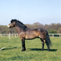 Picture of Marcellus, Exmoor stallion