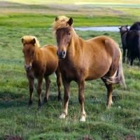 Picture of Mare and foal Iceland Horse at Sauderkrokur
