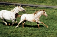 Picture of mare and foal knabstrup galloping together in denmark