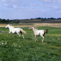 Picture of mare and foal, knabstrups, cantering off
