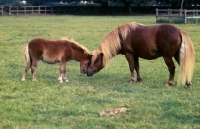 Picture of mare and foal nuzzling