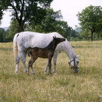 Picture of mare and her foal at lipica