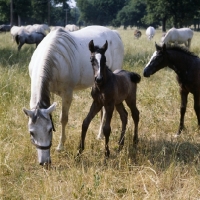 Picture of mare in group with two foals at lipica