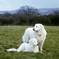 Picture of maremma sheepdog and puppy standing and lying in field