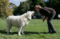 Picture of Maremma Sheepdog and woman
