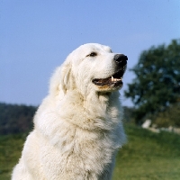 Picture of maremma sheepdog head shot