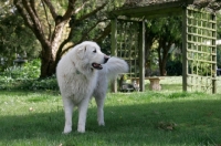 Picture of Maremma Sheepdog in garden