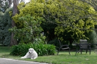 Picture of Maremma Sheepdog in garden