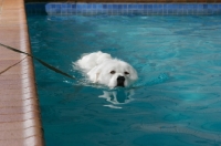 Picture of Maremma Sheepdog in pool