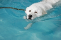 Picture of Maremma Sheepdog in swimming pool