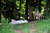 Picture of Maremma Sheepdog lying down near sheep