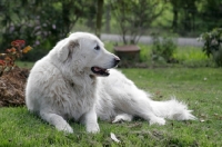 Picture of Maremma Sheepdog lying down on grass