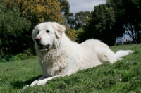 Picture of Maremma Sheepdog lying down