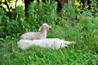 Picture of Maremma Sheepdog near sheep