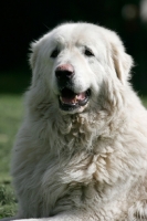 Picture of Maremma Sheepdog portrait
